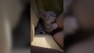 Cô chủ dâm dục cho mèo lồn bú vú, các bạn nữ nên học theo vì cực nứng 💦💦💦 (3)