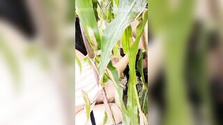 Con dâu đụ nhau với ba chồng ngoài ruộng ngô