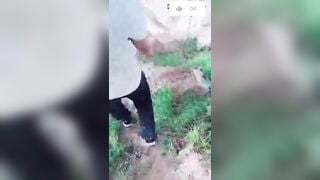 Ông già nông thôn này sướng thật chịch được em gái siêu ngon Phần 6