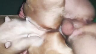 Dụ em chó đang động dục
