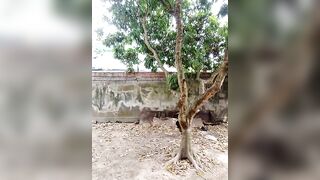 Chị Gái Live Thủ Dâm Season 2 Tập 40