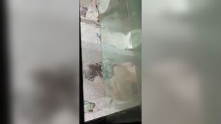 Quay lén em hàng xóm tắm mông to vú bự siêu dâm phần 1