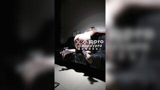PUPPY PRO 38