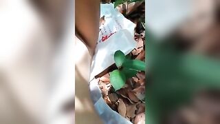 Thanh niên gạ gẫm dụ dỗ em gái ngây thơ mới lớn lên rừng quan hệ tình dục
