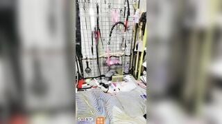 Những con chó cái được nuôi trong nhà bị ép uống nước tiểu theo nhóm. Con nào ngoan