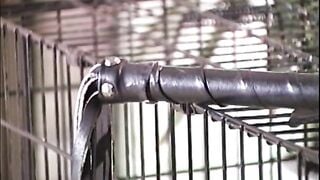 TRA TẤN GÁI NHẬT CLASSIC 19