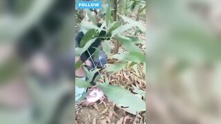 Nóng nhất lúc này là clip bố già gặm cỏ non trong rừng
