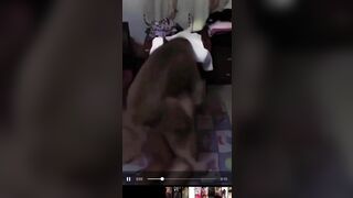 Lý do chị em nuôi chó quá biến thái bệnh hoạn để cho bú lol, để chó đit