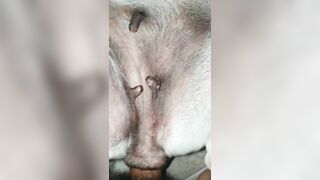 Địt nát lồn em chó mới lớn
