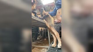Chó lớn lồn to đút vào địt tê buốt buồi luôn