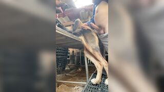 Chó lớn lồn to đút vào địt tê buốt buồi luôn