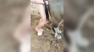 Dịt  trâu