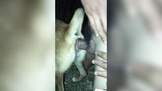 Địt ng đã sướng huống chi địt chó mà chó còn sướng vãi đái ra