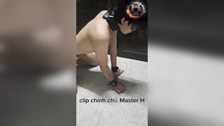 1 bé cún cực kỳ kute trói ở cửa cho canh nhà và vẫy đuôi khi ba gọi