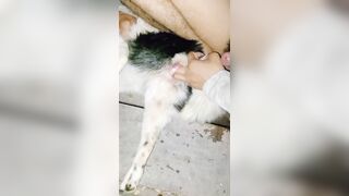 Thú cưng 11