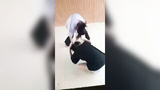 đánh lộn ko mặc áo dú